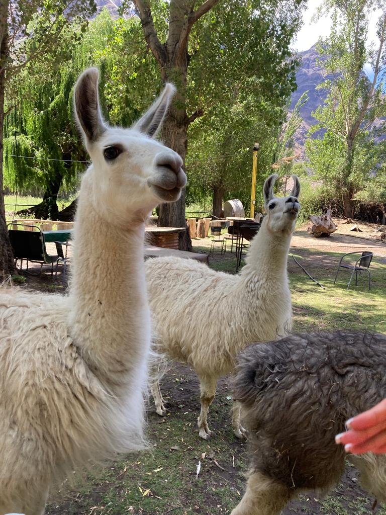 PORTILLO Y LAGUNA DEL INCA - Imagen 13