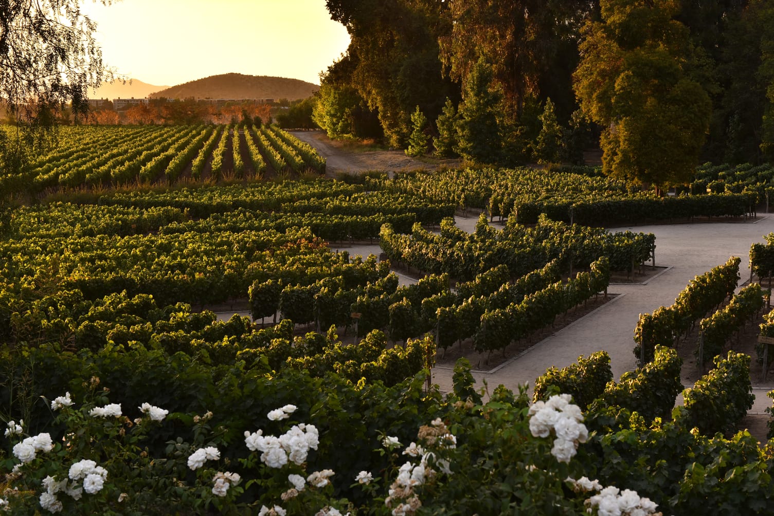 CONCHA Y TORO - VISITA AL CENTRO DEL VINO - Imagen 4